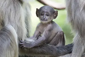 Linde: Asie, Inde, Uttarakhand, Parc national Jim Corbett