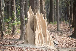 Linde: Asie, Inde, Uttarakhand, Parc national Jim Corbett