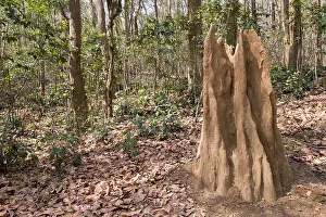 Linde: Asie, Inde, Uttarakhand, Parc national Jim Corbett