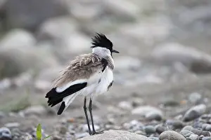 Linde: Asie, Inde, Uttarakhand, Parc national Jim Corbett