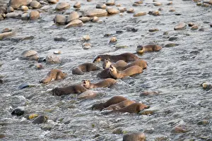 Coated: Asie, Inde, Uttarakhand, Parc national Jim Corbett