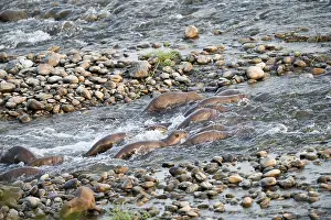Coated: Asie, Inde, Uttarakhand, Parc national Jim Corbett
