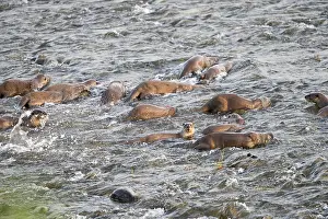 Coated: Asie, Inde, Uttarakhand, Parc national Jim Corbett