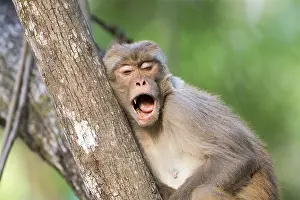 Linde: Asie, Inde, Uttarakhand, Parc national Jim Corbett