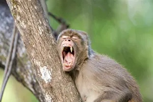 Linde: Asie, Inde, Uttarakhand, Parc national Jim Corbett