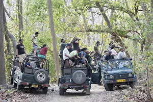 Linde: Asie, Inde, Uttarakhand, Parc national Jim Corbett