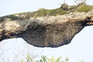 Linde: Asie, Inde, Uttarakhand, Parc national Jim Corbett