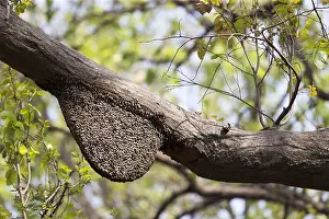 Linde: Asie, Inde, Uttarakhand, Parc national Jim Corbett