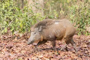 Linde: Asie, Inde, Uttarakhand, Parc national Jim Corbett