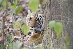 Linde: Asie, Inde, Uttarakhand, Parc national Jim Corbett