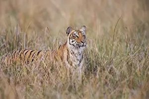 Corbett: Asie, Inde, Uttarakhand, Parc national Jim Corbett