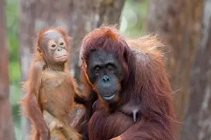 Pongo: Asie, Indonesie, Borneo, Kalimantan, Parc national