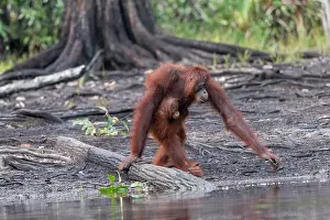 Pongo: Asie, Indonesie, Borneo, Kalimantan, Parc national