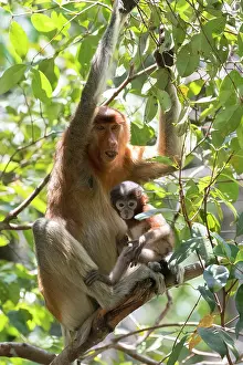 Nasalis: Asie, Indonesie, Borneo, Kalimantan, Parc national