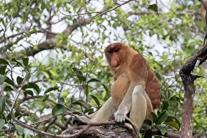 Dominant: Asie, Indonesie, Borneo, Kalimantan, Parc national