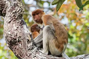 Nasalis: Asie, Indonesie, Borneo, Kalimantan, Parc national