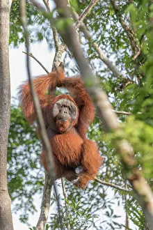 Pongo: Asie, Indonesie, Borneo, Kalimantan, Parc national