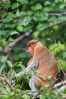 Nasalis: Asie, Indonesie, Borneo, Kalimantan, Parc national
