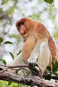 Dominant: Asie, Indonesie, Borneo, Kalimantan, Parc national