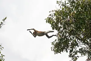 Nasalis: Asie, Indonesie, Borneo, Kalimantan, Parc national