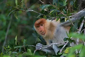 Nasalis: Asie, Indonesie, Borneo, Kalimantan, Parc national