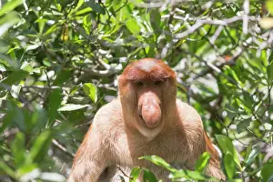 Dominant: Asie, Indonesie, Borneo, Kalimantan, Parc national