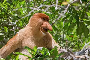 Dominant: Asie, Indonesie, Borneo, Kalimantan, Parc national