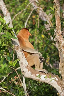 Nasalis: Asie, Indonesie, Borneo, Kalimantan, Parc national