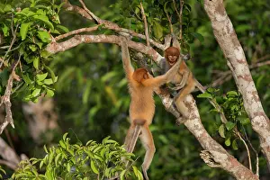 Nasalis: Asie, Indonesie, Borneo, Kalimantan, Parc national