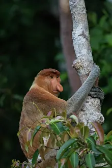 Dominant: Asie, Indonesie, Borneo, Kalimantan, Parc national