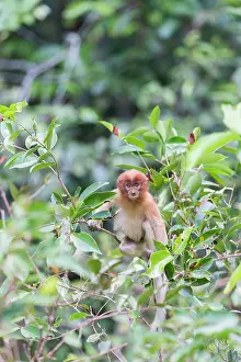 Nasalis: Asie, Indonesie, Borneo, Kalimantan, Parc national