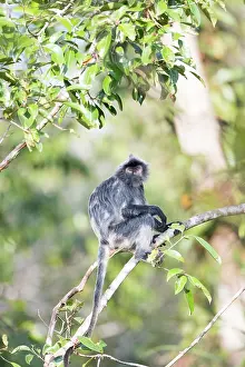 Trachypithecus: Asie, Indonesie, Borneo, Kalimantan, Parc national