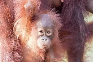 Pongo: Asie, Indonesie, Borneo, Kalimantan, Parc national