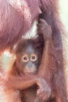 Pongo: Asie, Indonesie, Borneo, Kalimantan, Parc national