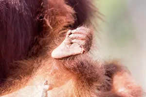 Pongo: Asie, Indonesie, Borneo, Kalimantan, Parc national