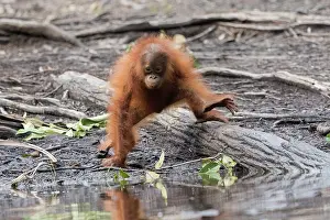 Pongo: Asie, Indonesie, Borneo, Kalimantan, Parc national