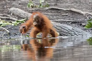 Pongo: Asie, Indonesie, Borneo, Kalimantan, Parc national