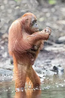 Pongo: Asie, Indonesie, Borneo, Kalimantan, Parc national