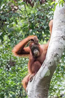 Pongo: Asie, Indonesie, Borneo, Kalimantan, Parc national