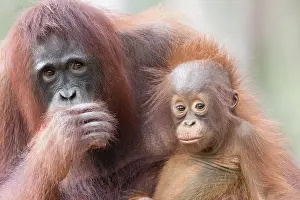 Pongo: Asie, Indonesie, Borneo, Kalimantan, Parc national