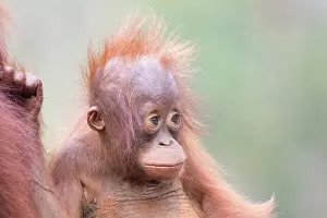 Pongo: Asie, Indonesie, Borneo, Kalimantan, Parc national