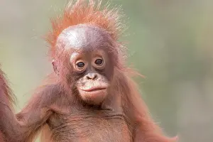 Pongo: Asie, Indonesie, Borneo, Kalimantan, Parc national