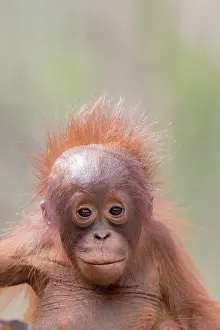 Pongo: Asie, Indonesie, Borneo, Kalimantan, Parc national