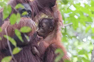 Pongo: Asie, Indonesie, Borneo, Kalimantan, Parc national