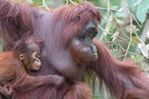 Pongo: Asie, Indonesie, Borneo, Kalimantan, Parc national