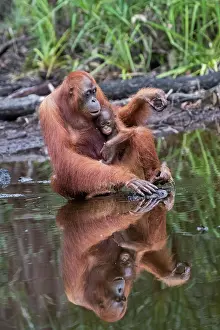 Tanjung: Asie, Indonesie, Borneo, Kalimantan, Parc national