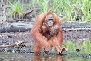 Extreme: Asie, Indonesie, Borneo, Kalimantan, Parc national