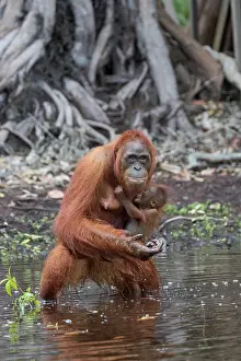 Extreme: Asie, Indonesie, Borneo, Kalimantan, Parc national
