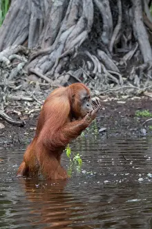 Extreme: Asie, Indonesie, Borneo, Kalimantan, Parc national