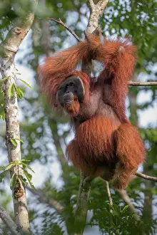 Extreme: Asie, Indonesie, Borneo, Kalimantan, Parc national